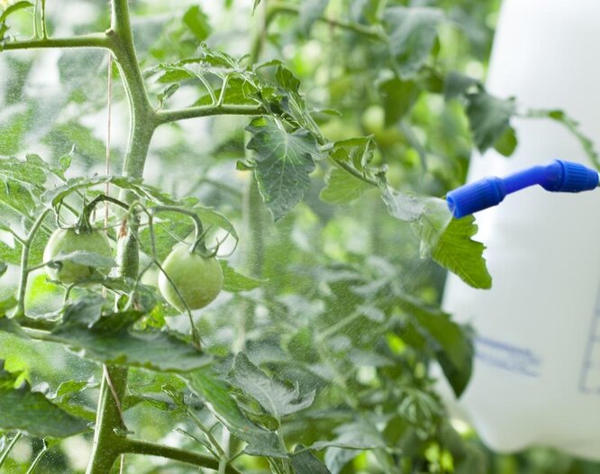 Борная кислота для подкормки томатов: применение, дозировка, как разводитьи опрыскивать помидоры бором