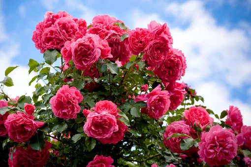 Какие растения можно посадить рядом с розами