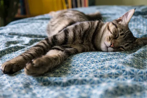 Кошка спит долго: в чём причины, это болезнь или норма