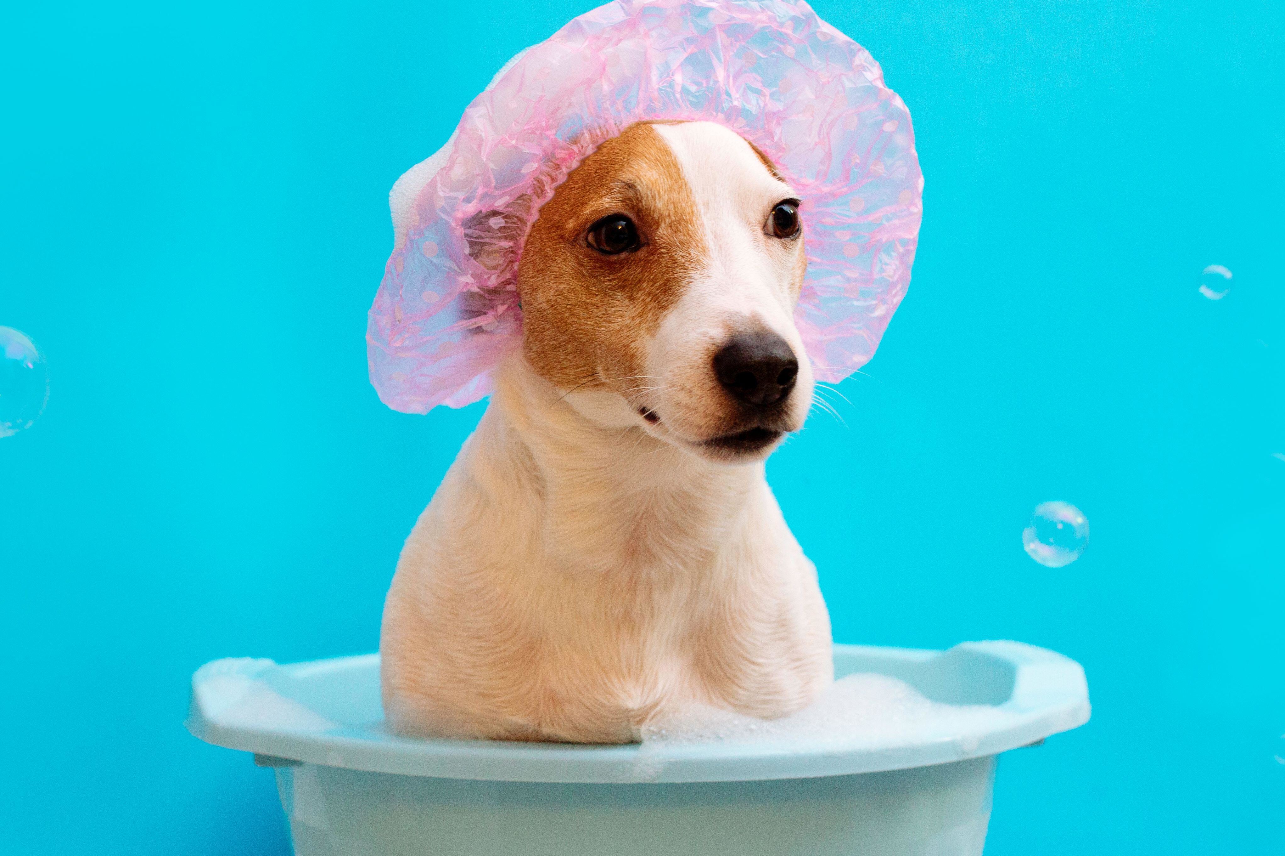 Можно мыть собаку человеческим шампунем. Собака моется. Мыльная собака. Гигиена животных. Собаку моют.