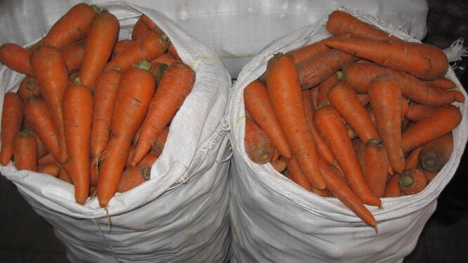 Как хранить морковку в домашних условиях, чтобы она долго не портилась