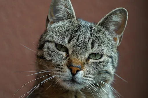 «Сделаю для него что угодно»: парень взял кота с астмой и делает ему ингаляции