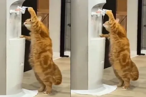 «Это фантастика!» Кот нажимает на клапан кулера и пьет воду (видео)