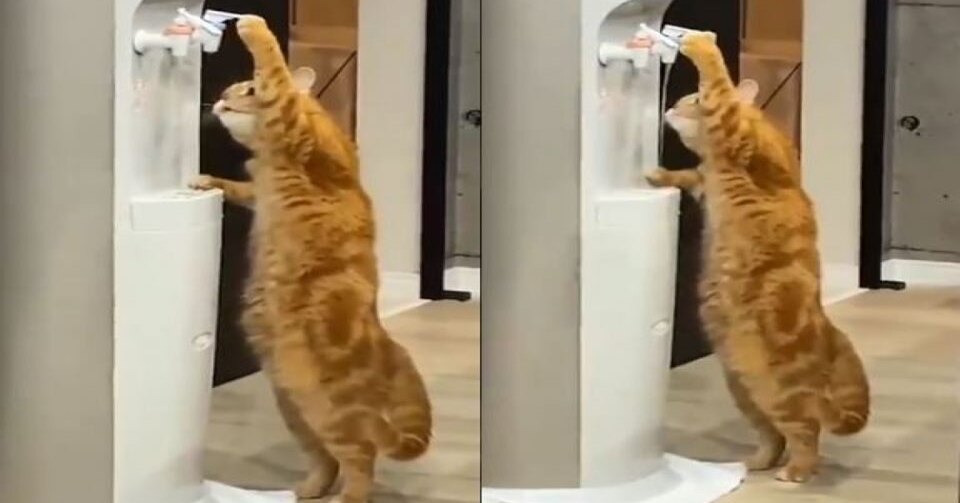 Кот нажимает на клапан кулера, чтобы попить воды