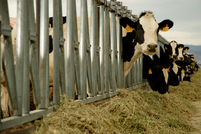 Турецкий фермер увеличил надои молока, подключив коров к виртуальной реальности