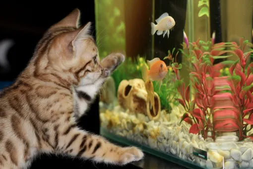 Если дома есть другие питомцы, поставьте аквариум в недоступном для них месте