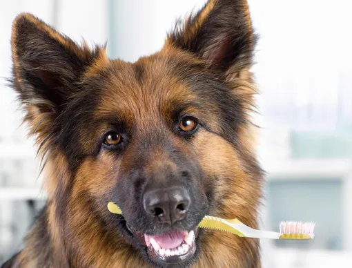 Собака с зубной щеткой в пасти
