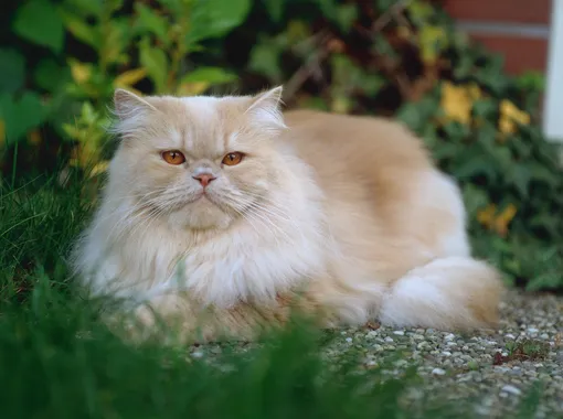 персидская кошка фото