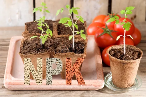 Чего не хватает рассаде томатов: полезные подсказки, чтобы вырастить достойный урожай