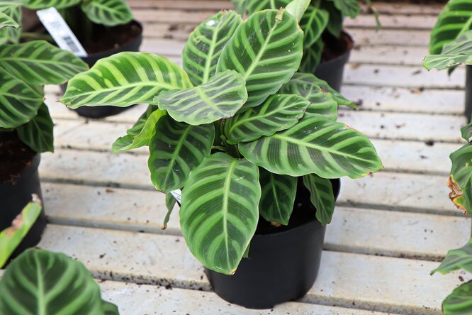 Calathea zebrina