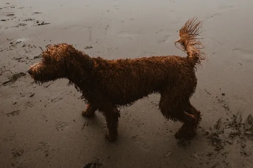 Мокрая собака на пляже