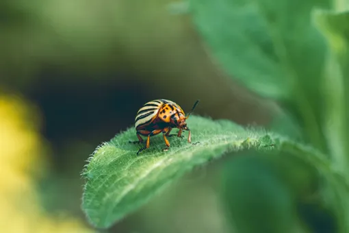 Средство от колорадского жука: найдено! И не одно: 5 проверенных способов