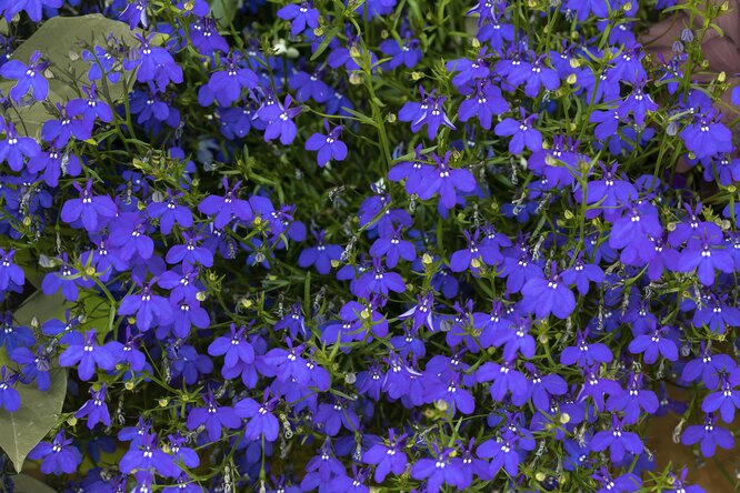 Lobelia Erinus