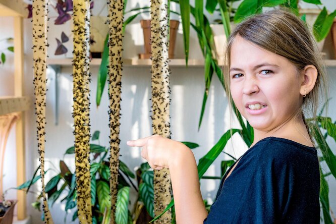 DIY pasti na mouchy: jak vyrobit a na co nalákat otravný hmyz