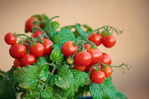 Сорта помидоров для выращивания на балконе
