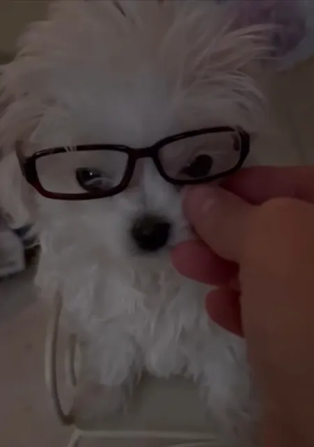 Бритни Спирс надевает на питомца очки