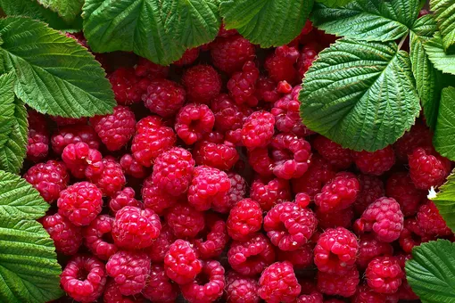 Малина завалит вас урожаем с головы до ног: 8 секретов выращивания ягоды