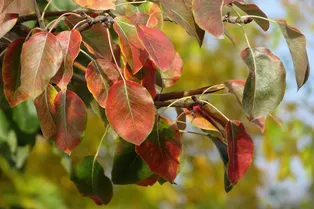 Почему у груши летом краснеют листья: 8 причин и способов сохранить урожай