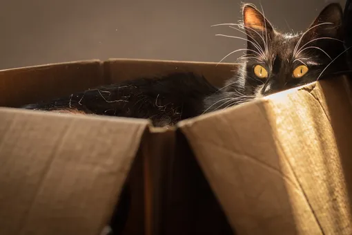 Почему кошки любят сидеть в коробках (даже воображаемых) — объясняют учёные