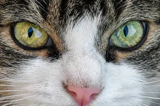 Кошкины слёзки: почему кошки плачут?
