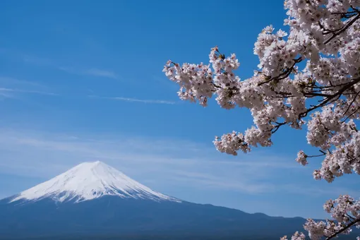 Вулкан Фудзияма, сакура интересные факты
