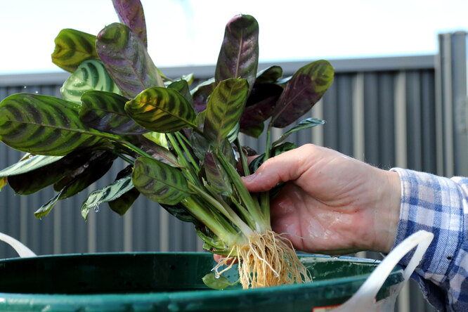 Transplantace Calathea