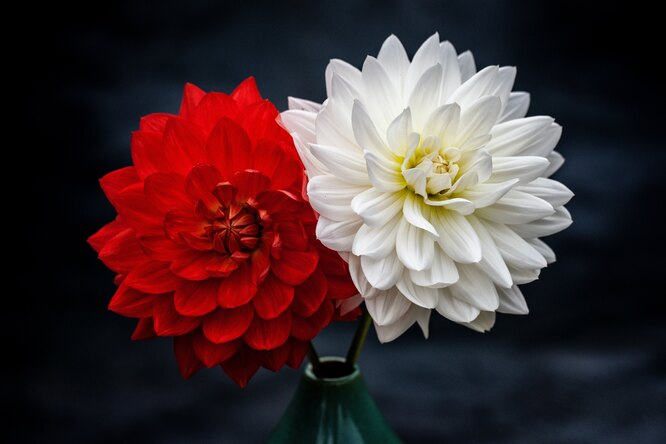 Dahlias