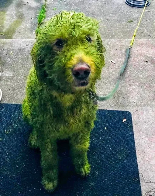 зеленая собака