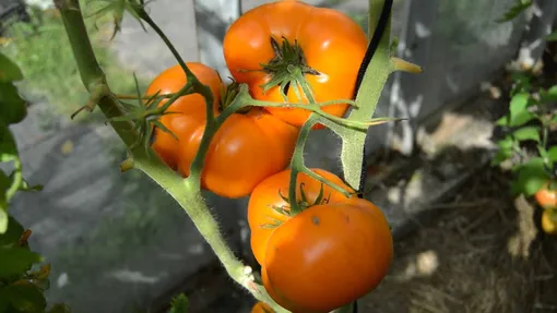 Крупноплодный томат Искуситель