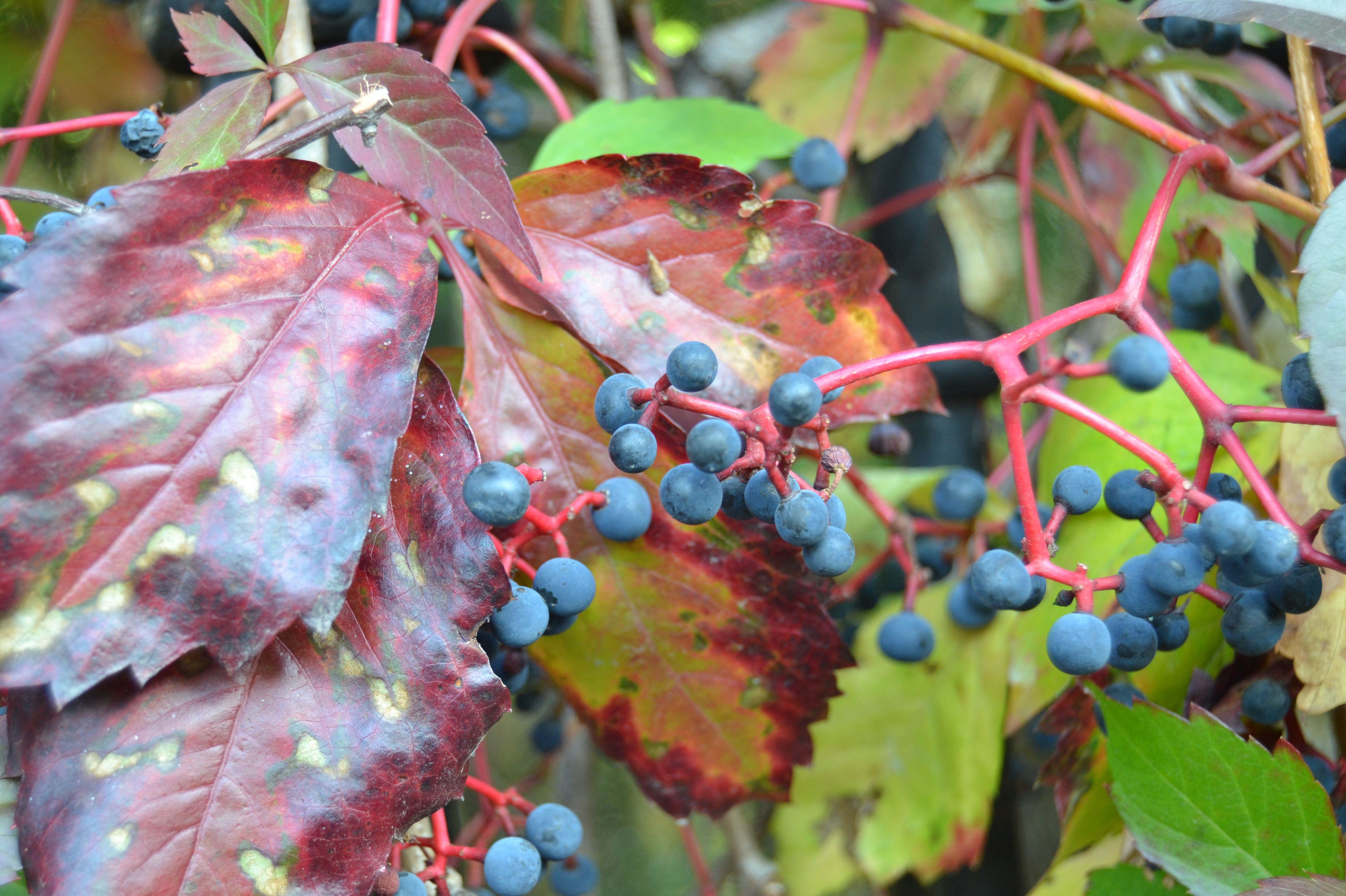 Как укрыть виноград на зиму: способы укрытия, плюсы и минусы, полезныесоветы