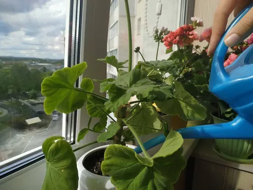 Полив и его частота: важные аспекты