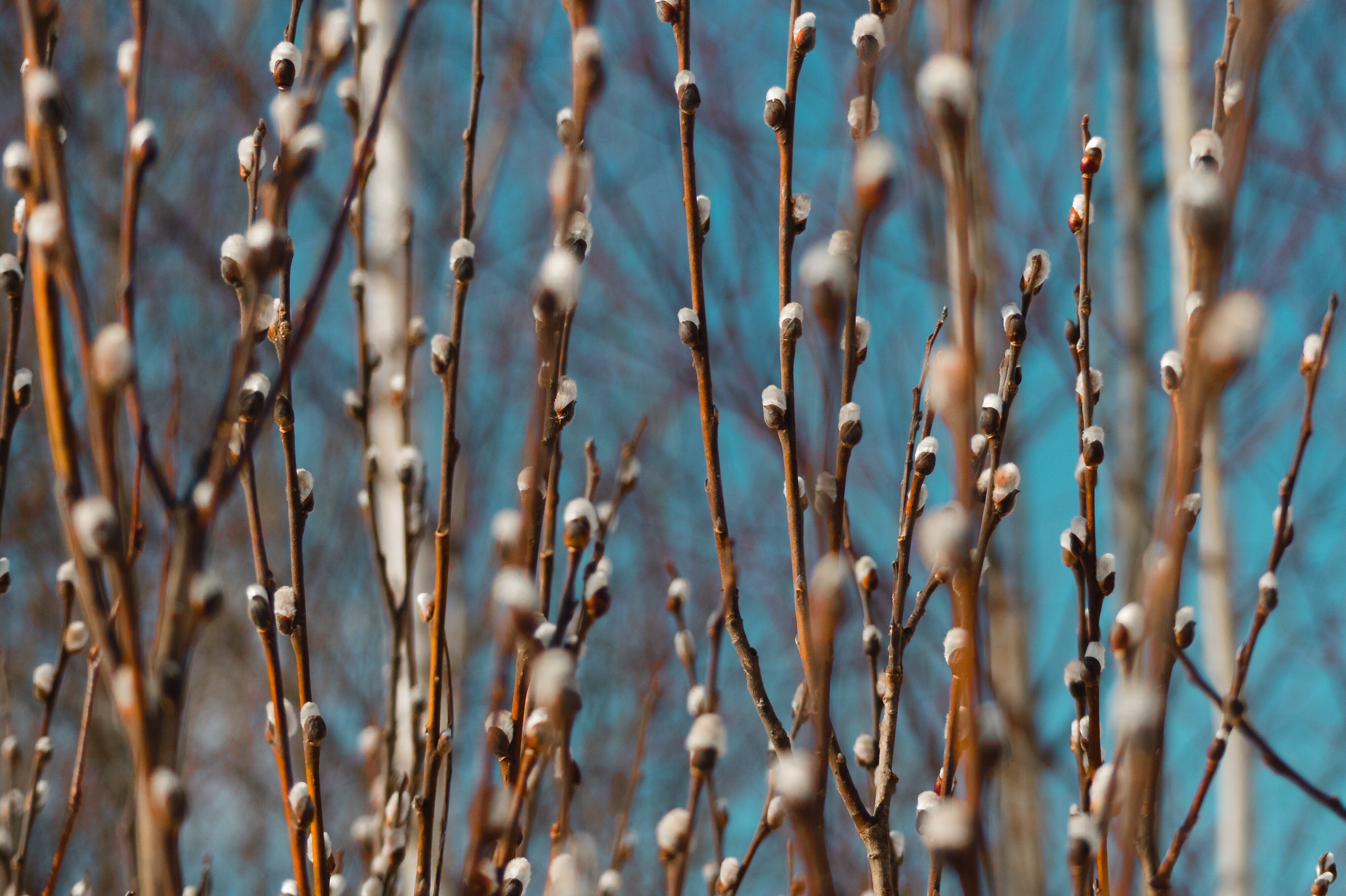 ольха и верба. куст вербы. цветение вербы и ивы. верба и ива. верба и ива.