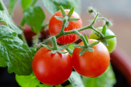 Горшечные томаты неприхотливы в выращивании.