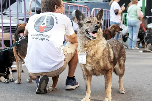 Благотворительный фестиваль «Собаки, которые любят» пройдет онлайн