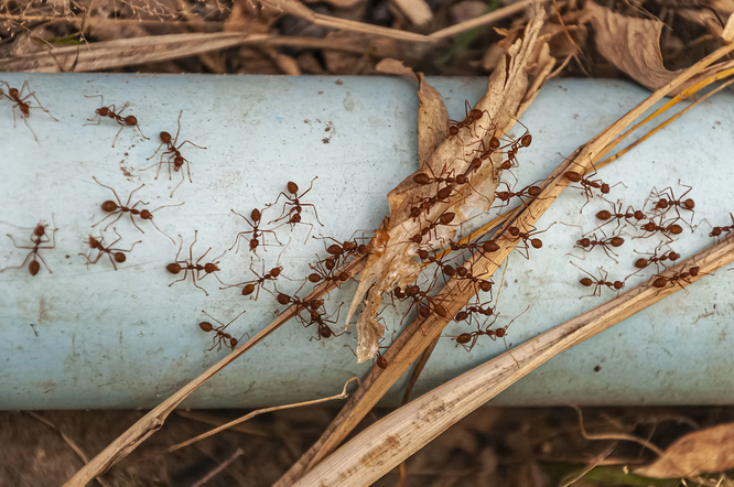 от садовых муравьев на участке необходимо избавляться