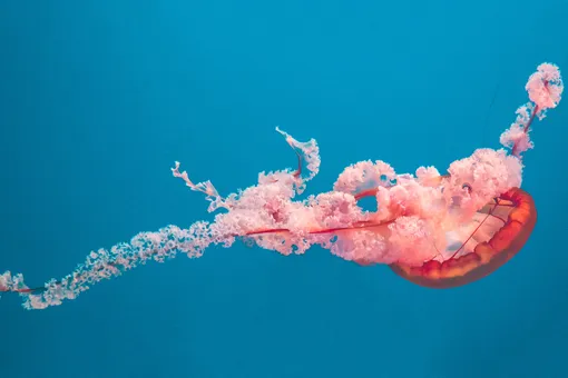 Российские ученые советуют есть медуз — какие блюда можно из них приготовить?