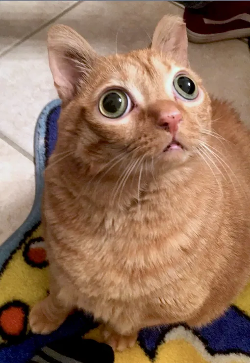 С какого бы угла ни смотрел Картошка, он всегда выглядит необычно. А иногда его огромные глаза напоминают взгляд Кота в сапогах из мультфильма про Шрека.