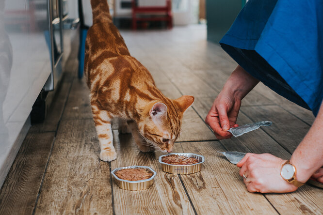 Что делать, если кот отказывается от еды