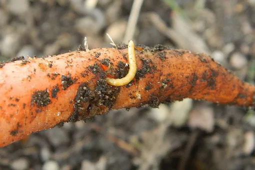 Чесночный настой применяется в саду от луковой, малинной и морковной мухи
