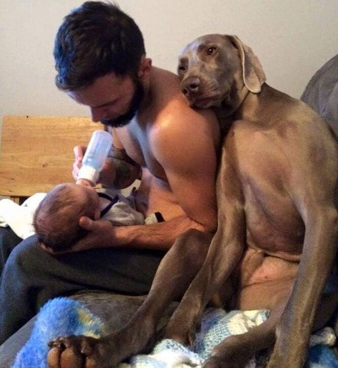 собака ревнует к ребенку милое фото