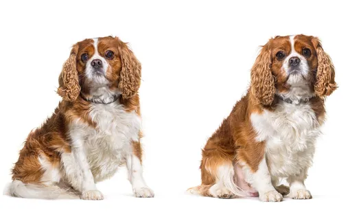 Сравните: слева собака с нормальным весом, справа — с избыточным