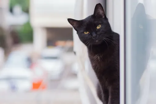 Ветеринары напомнили об опасности открытых окон для кошек