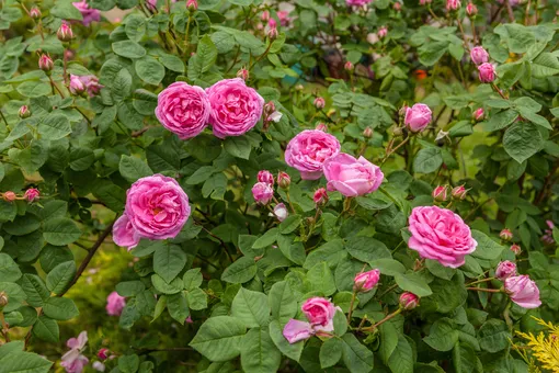 Розовый куст на садовом участке