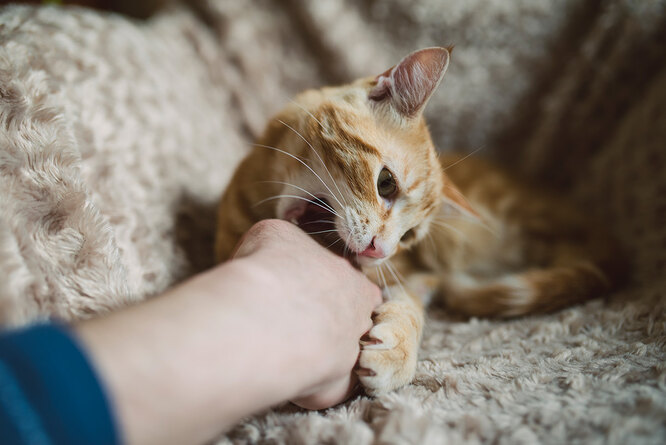 Почему кошки кусают хозяев: причины и что делать, как отучить кота кусаться