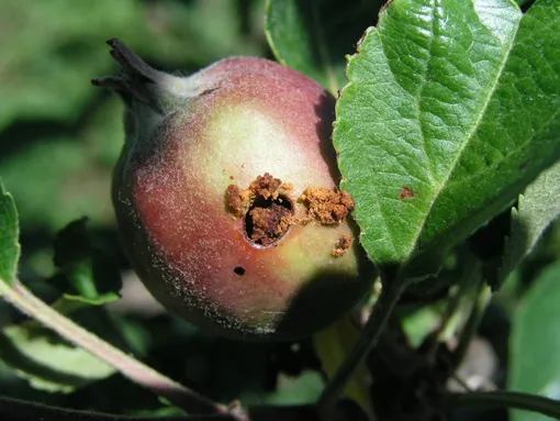 Обработки яблонь от яблонной плодожорки проводят весь период вегетации