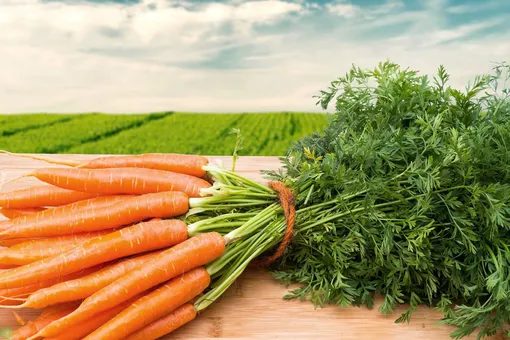 Перед посевом семена моркови необходимо предварительно подготовить
