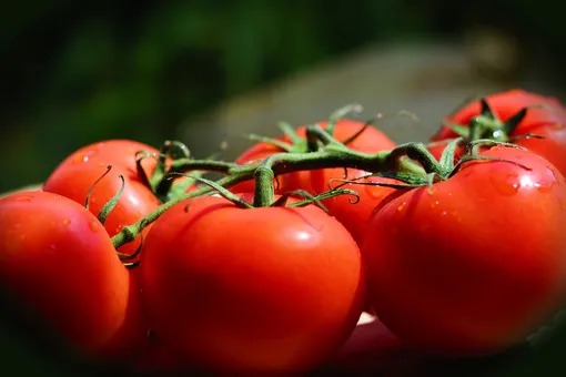 Как вырастить сладкие помидоры в теплице без химии: только хитрый огородник знает эти секреты
