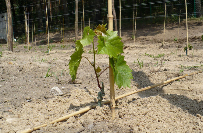 Как посадить виноград осенью и ухаживать за молодыми саженцами