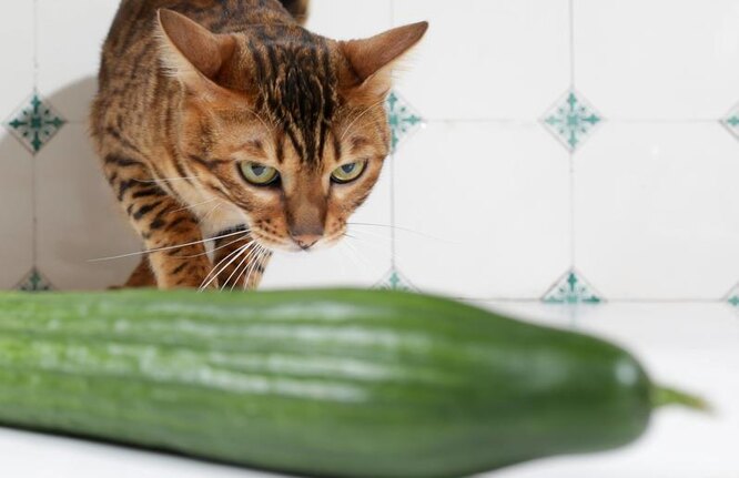 коты боятся огурцов коты боятся огурцов