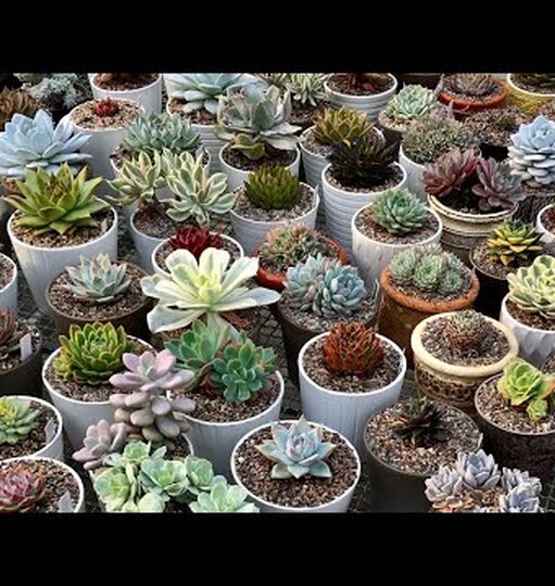 Нажми и смотри